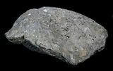 Nice Pyrite Replaced Brachiopod (Paraspirifer) - Ohio #34185-1